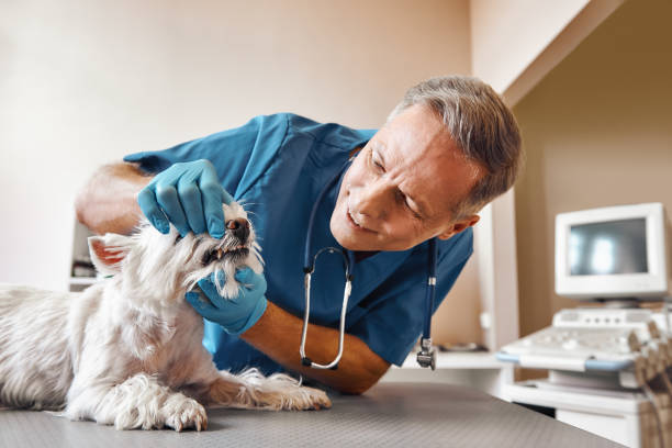 Best Emergency Dental Surgery in Mount Vernon, IL